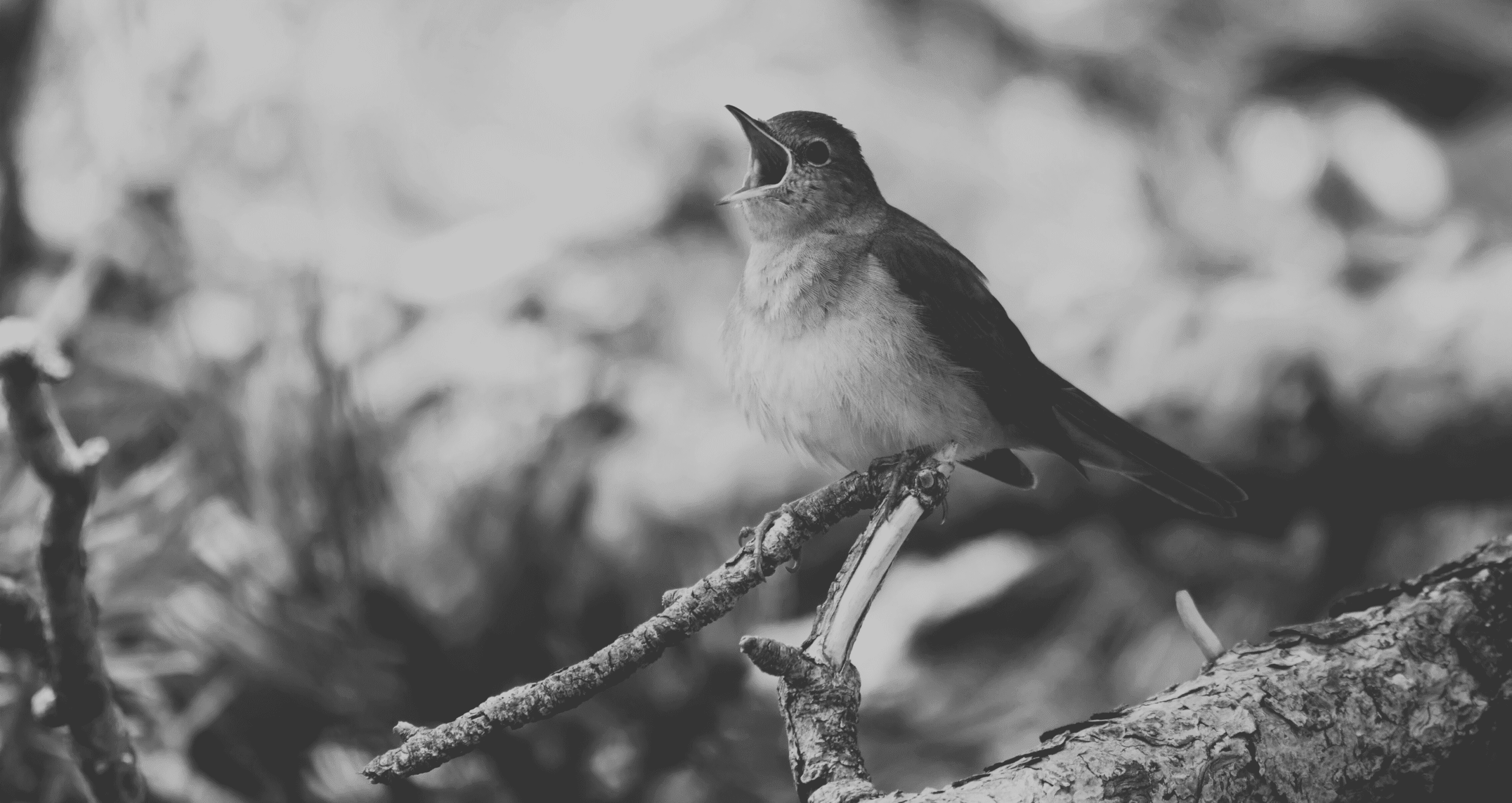 El ruiseñor de America